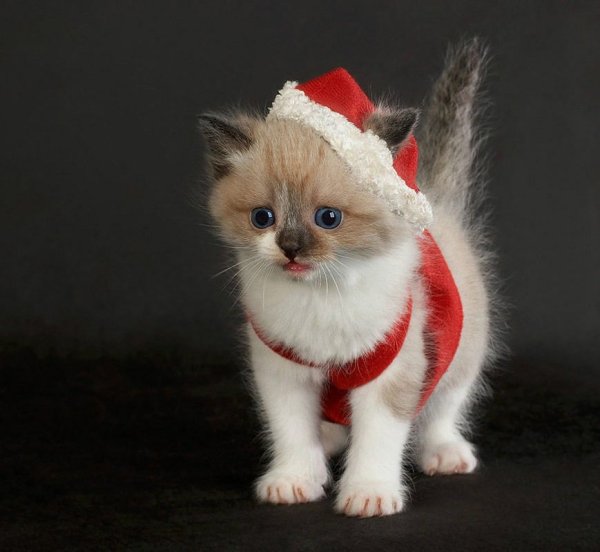 Новогодний котик