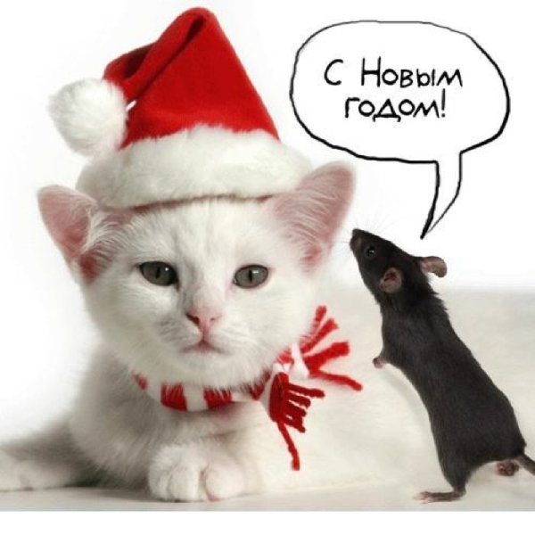 Новогодний кот