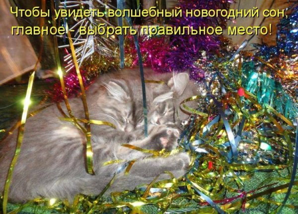 Новогодние котики с надписями