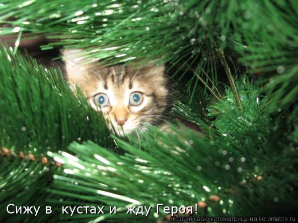 Котоматрица, кот и елка