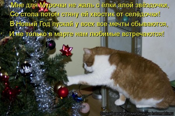 Кот и елка с надписями