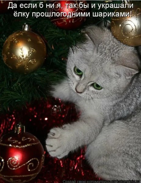 Новый год кот надпись