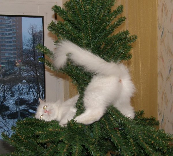 Кот и елка