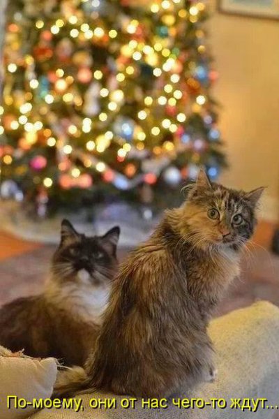 Котоматрица, кот и елка