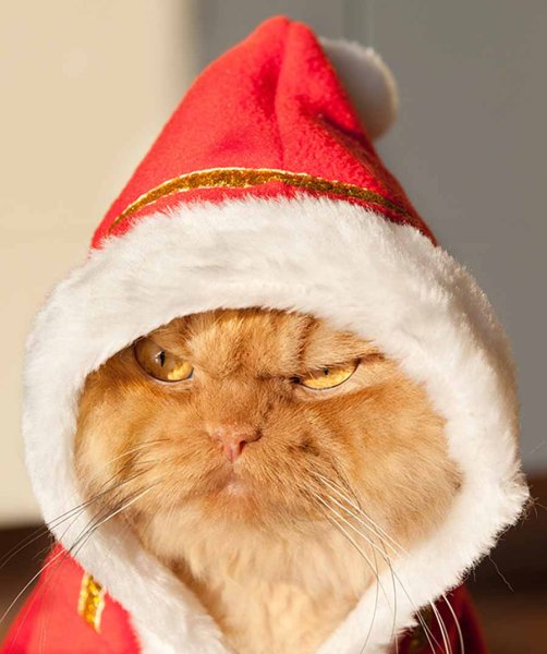 Новогодний кот