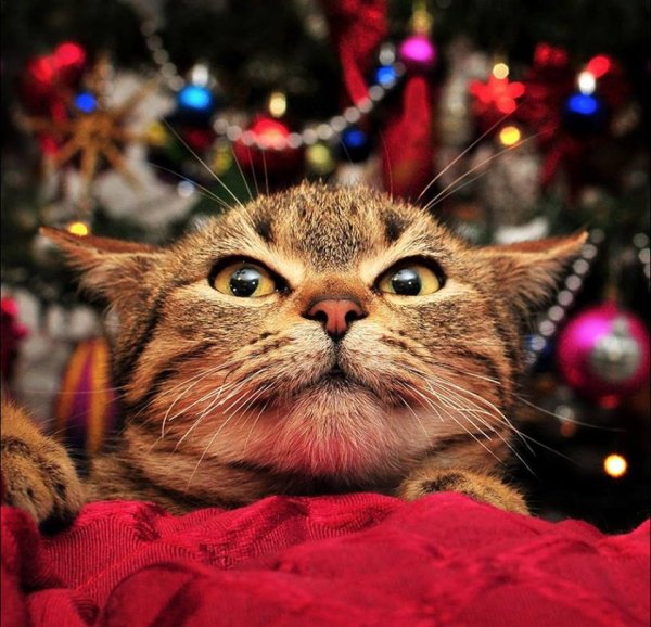 Новогодние коты