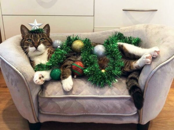 Коты и елки