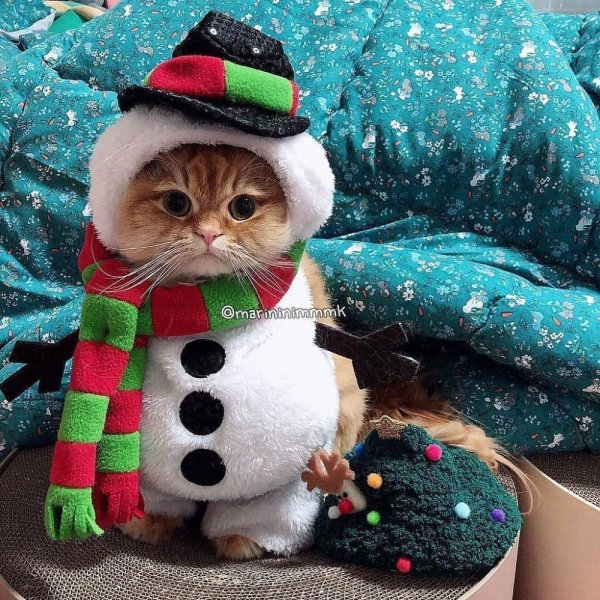Новогодние котики смешные