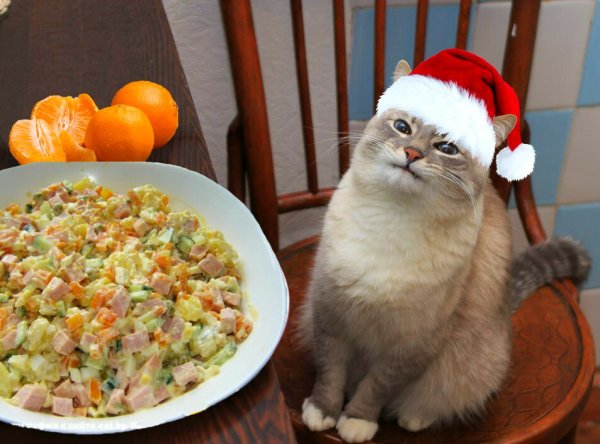 Смешные салаты