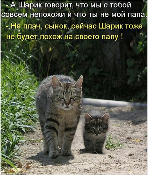 Прикольные кошки с надписями