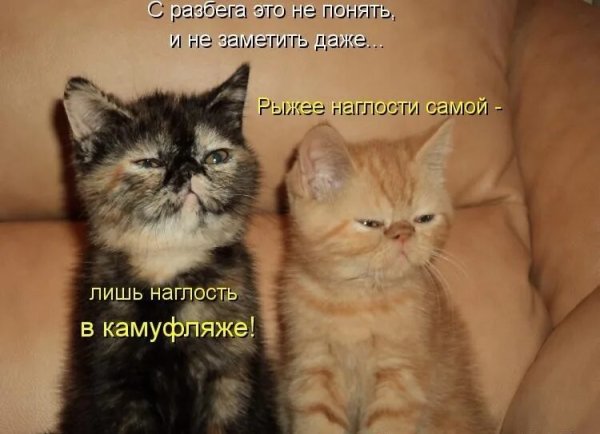 Кот смешные надписи