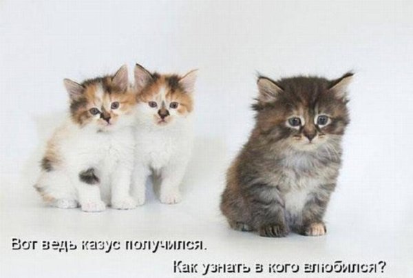 Котята с надписями