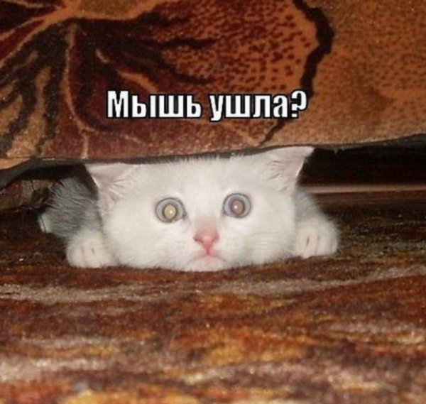 Смешные котики с надписями