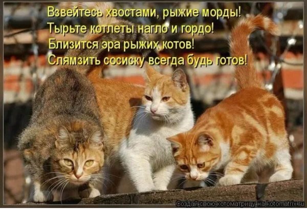О котах с юмором