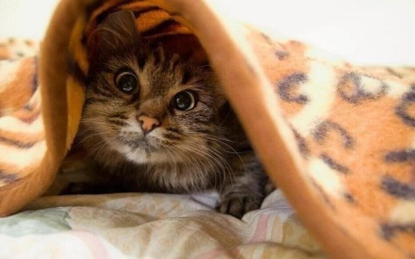 Прикольные картинки с надписями