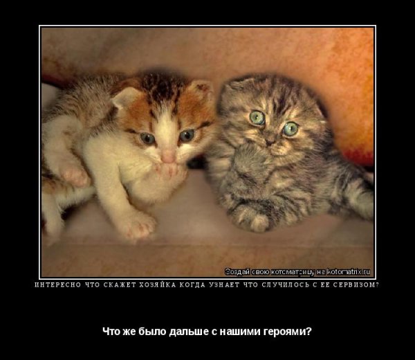 Котята с надписями