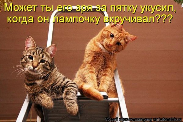 Приколы с котами