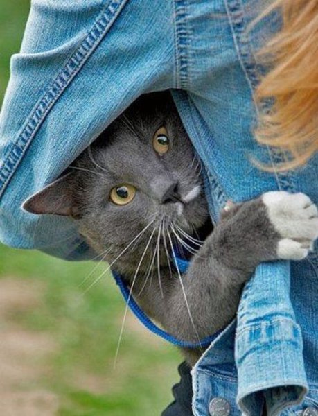Прикольные котики