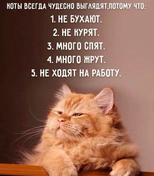Фразы про котов