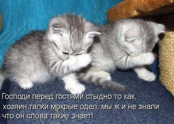 Смешные картинки про котов с надписями