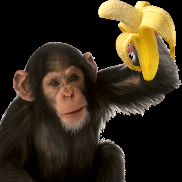 Обезьяна с бананом