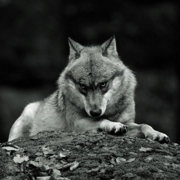 Одинокая волчица
