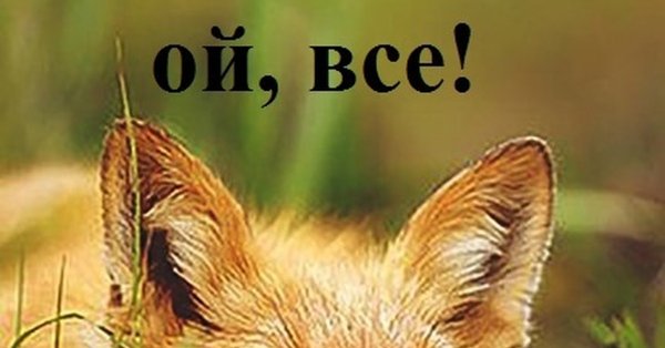 Лиса Ой все картинка