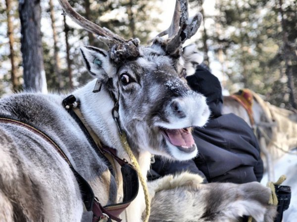 Северный олень