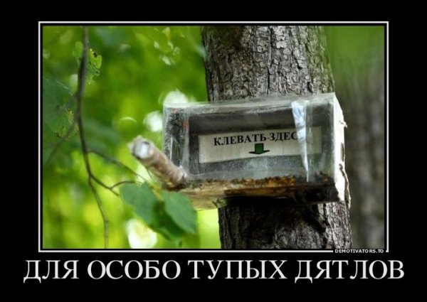 Дятел прикол