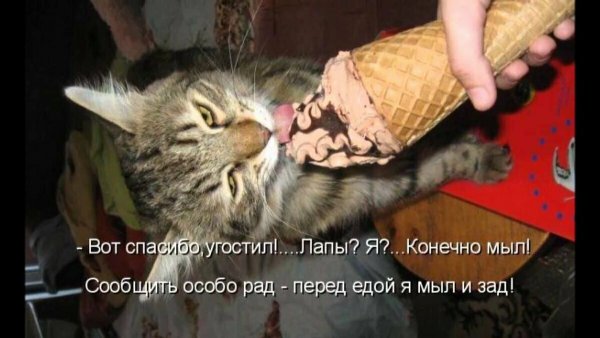 Кот смешные надписи