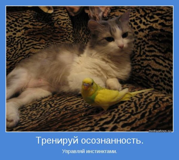 Смешные картинки про осознанность