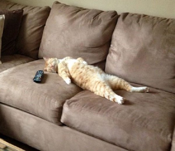 Коты на диване