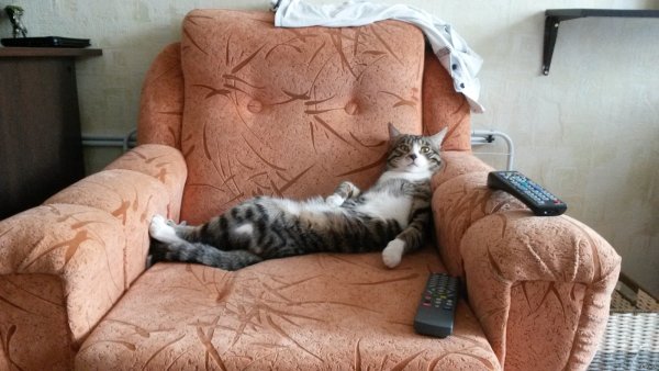 Кошка отдыхает