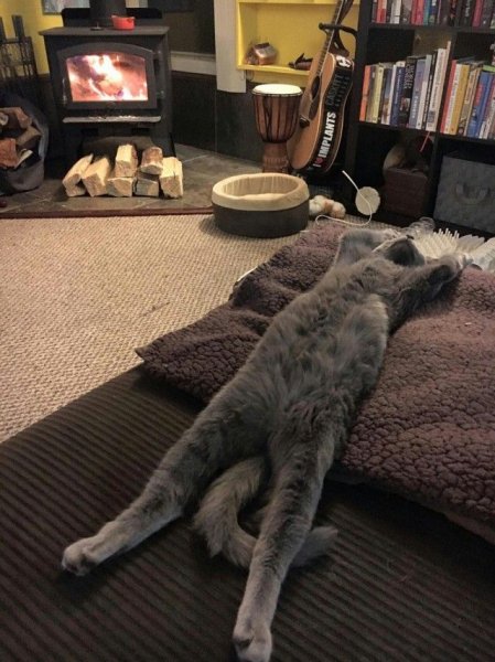 Уютные кошки