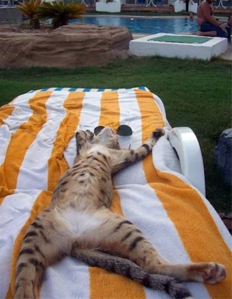 Кошка отдыхает