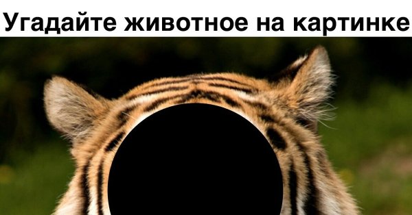 Угадай животное по картинке