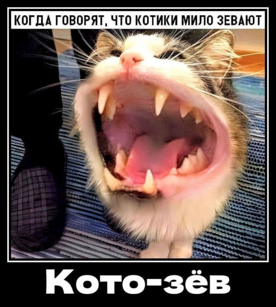 Орущий кот