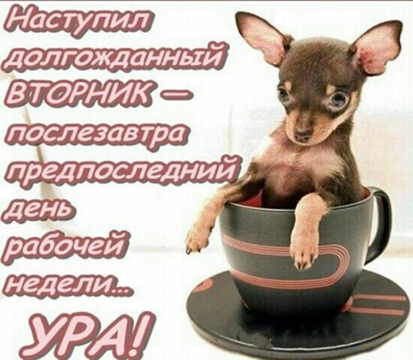 Высказывания про вторник