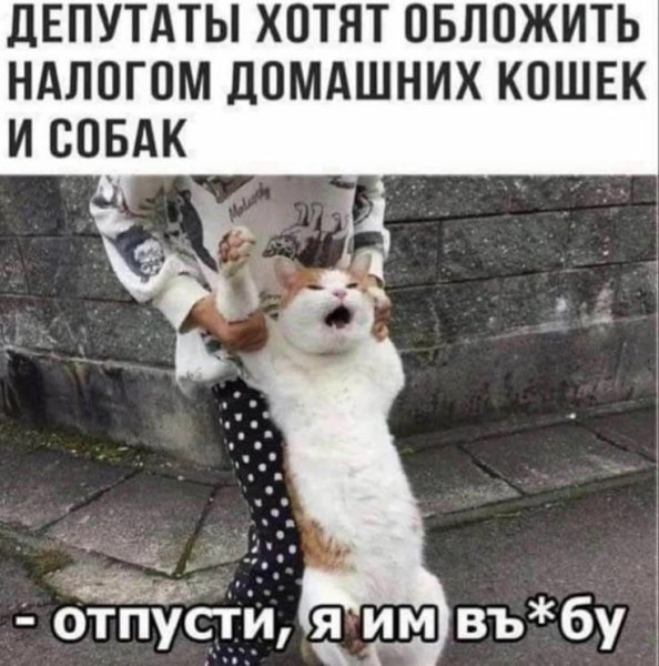 Котики для поднятия настроения