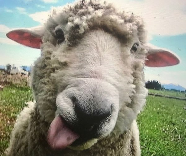 Овца тупая