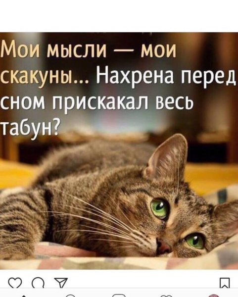 Умные мысли кота