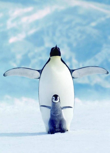Пингвин прикольные