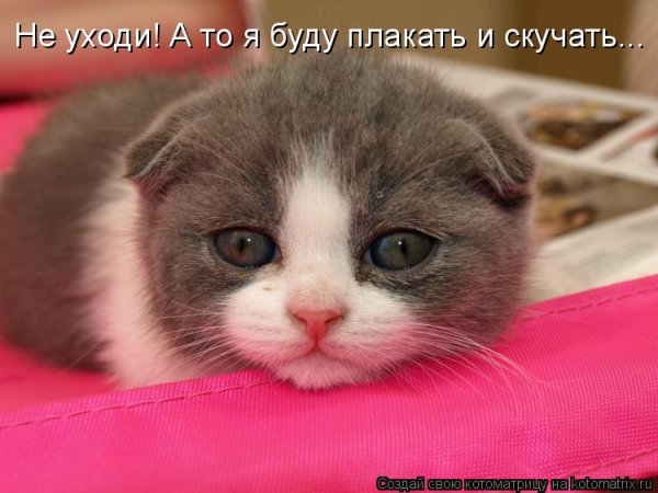 Милый котик плачет