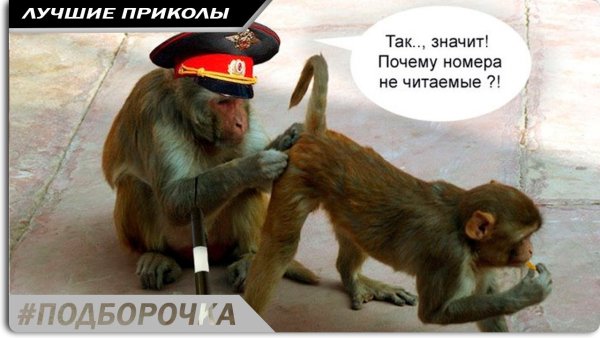 Приколы с макаками