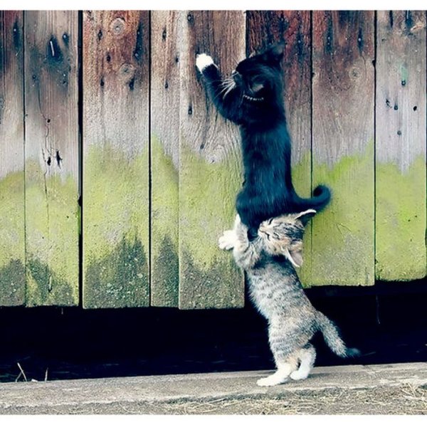Позитивные коты