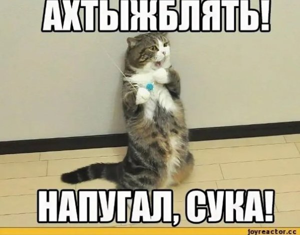 Смешные картинки с матами