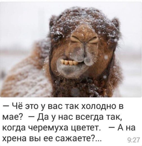 Холод юмор