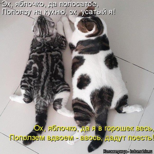 Котоматрица лучшее с надписями