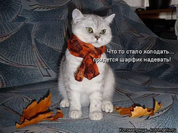 Что то стало холодать картинки прикольные с надписями