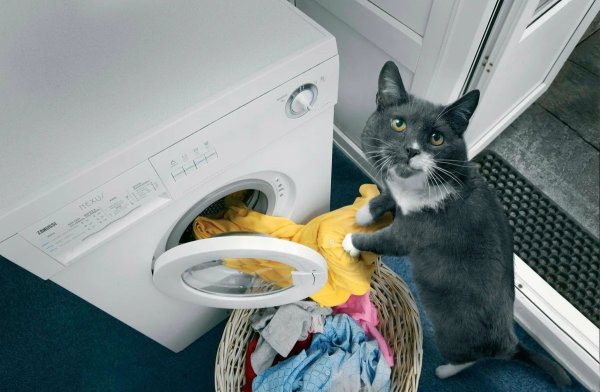Котиков в стиральной машинке
